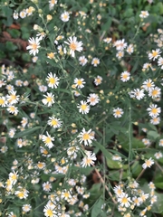 Symphyotrichum pilosum