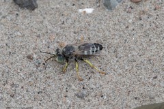 Bembix americana spinolae