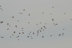 Calcarius lapponicus