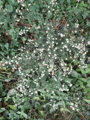 Symphyotrichum pilosum