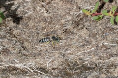 Bembix americana spinolae