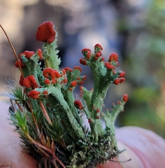 Cladonia cristatella