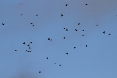 Calcarius lapponicus