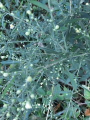 Symphyotrichum pilosum