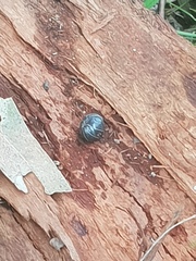 Armadillidium vulgare