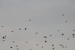 Calcarius lapponicus