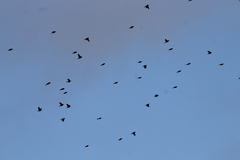 Calcarius lapponicus