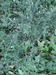 Symphyotrichum pilosum