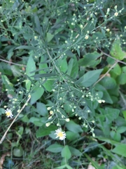 Symphyotrichum pilosum