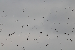 Calcarius lapponicus