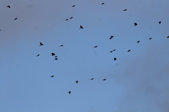 Calcarius lapponicus