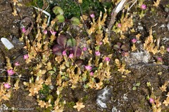 Centaurium pulchellum