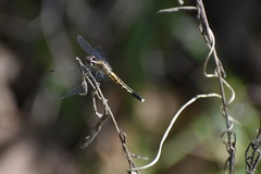 Erythrodiplax minuscula