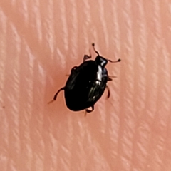 Histeridae