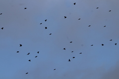 Calcarius lapponicus