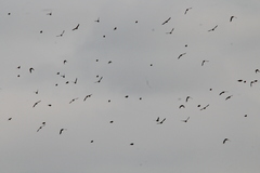 Calcarius lapponicus