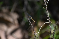 Erythrodiplax minuscula