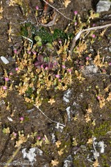 Centaurium pulchellum