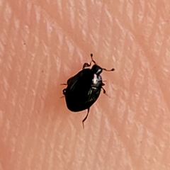 Histeridae