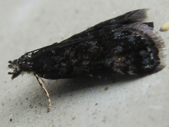 Heliothela nigralbata