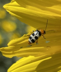 Paranapiacaba tricincta