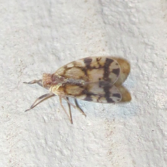 Bothriocera
