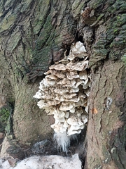 Rigidoporus populinus