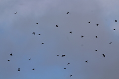 Calcarius lapponicus