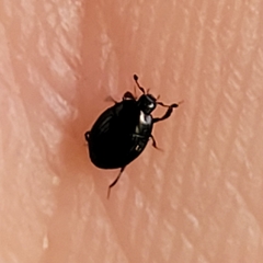 Histeridae