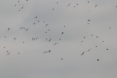 Calcarius lapponicus