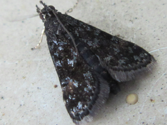 Heliothela nigralbata