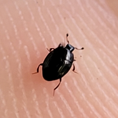 Histeridae