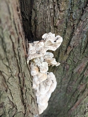 Rigidoporus populinus