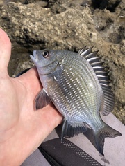 Acanthopagrus pacificus