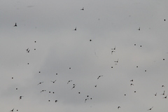 Calcarius lapponicus