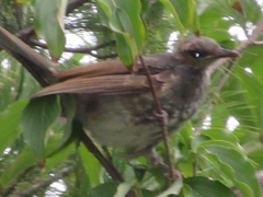 Hypsipetes amaurotis