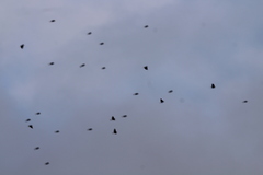 Calcarius lapponicus