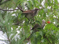 Hypsipetes amaurotis