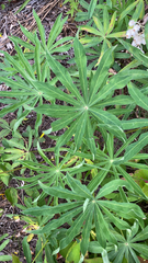 Lupinus polyphyllus