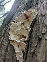 Rigidoporus populinus