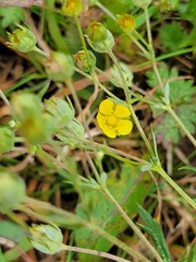 Potentilla argentea