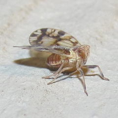 Bothriocera