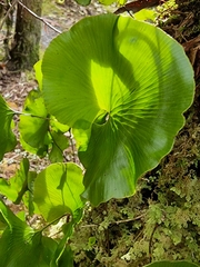 Hymenophyllum nephrophyllum