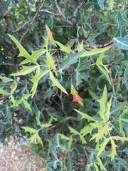 Berberis trifoliolata