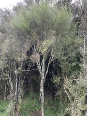 Carmichaelia australis