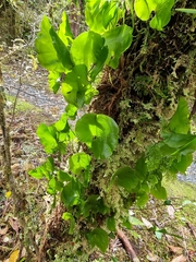 Hymenophyllum nephrophyllum