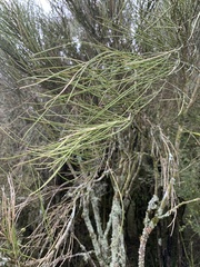 Carmichaelia australis