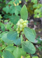 Symphoricarpos occidentalis