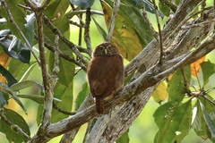 Glaucidium brasilianum