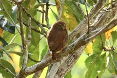 Glaucidium brasilianum